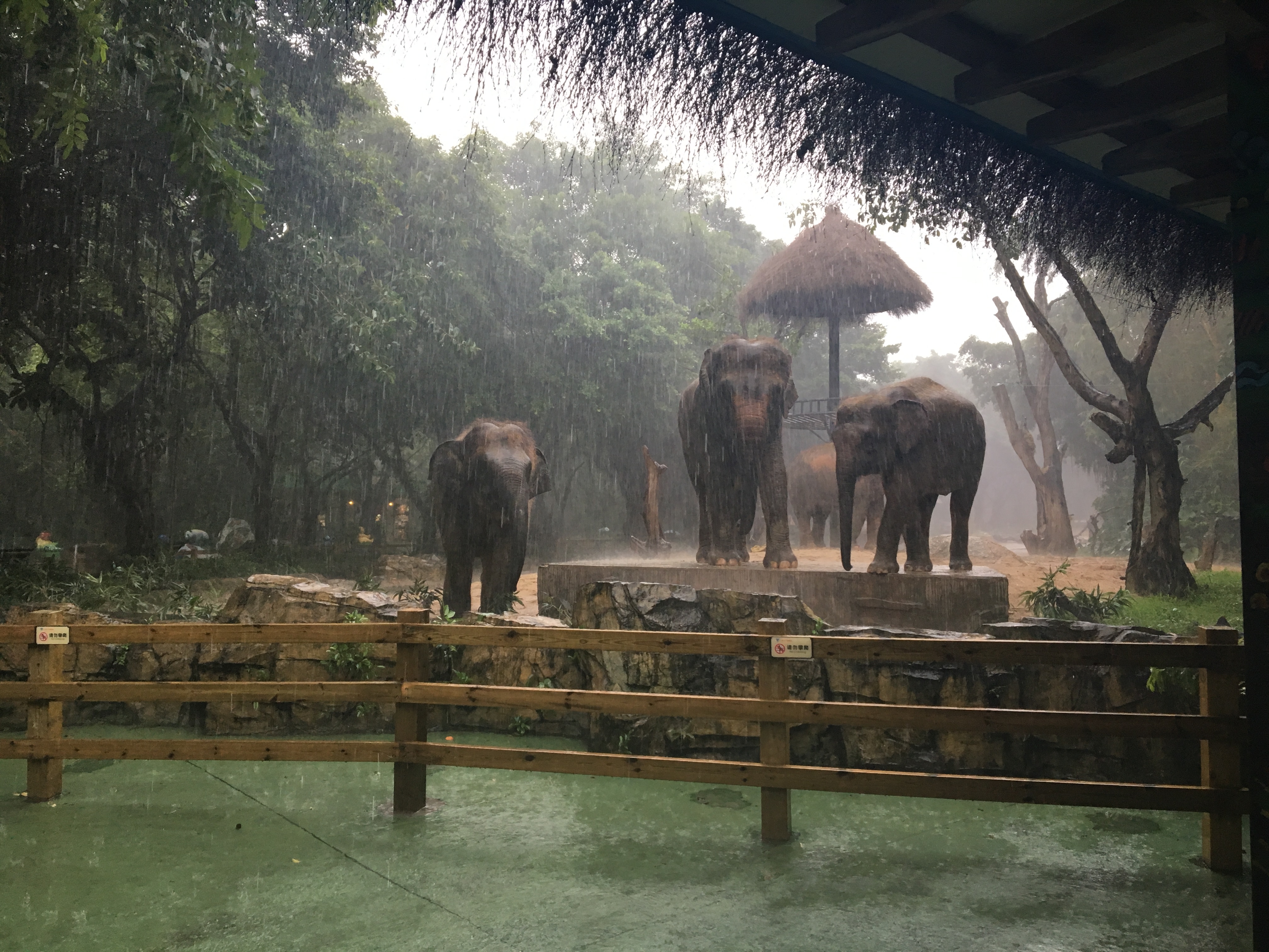 长隆野生动物园游玩攻略,长隆野生动物园