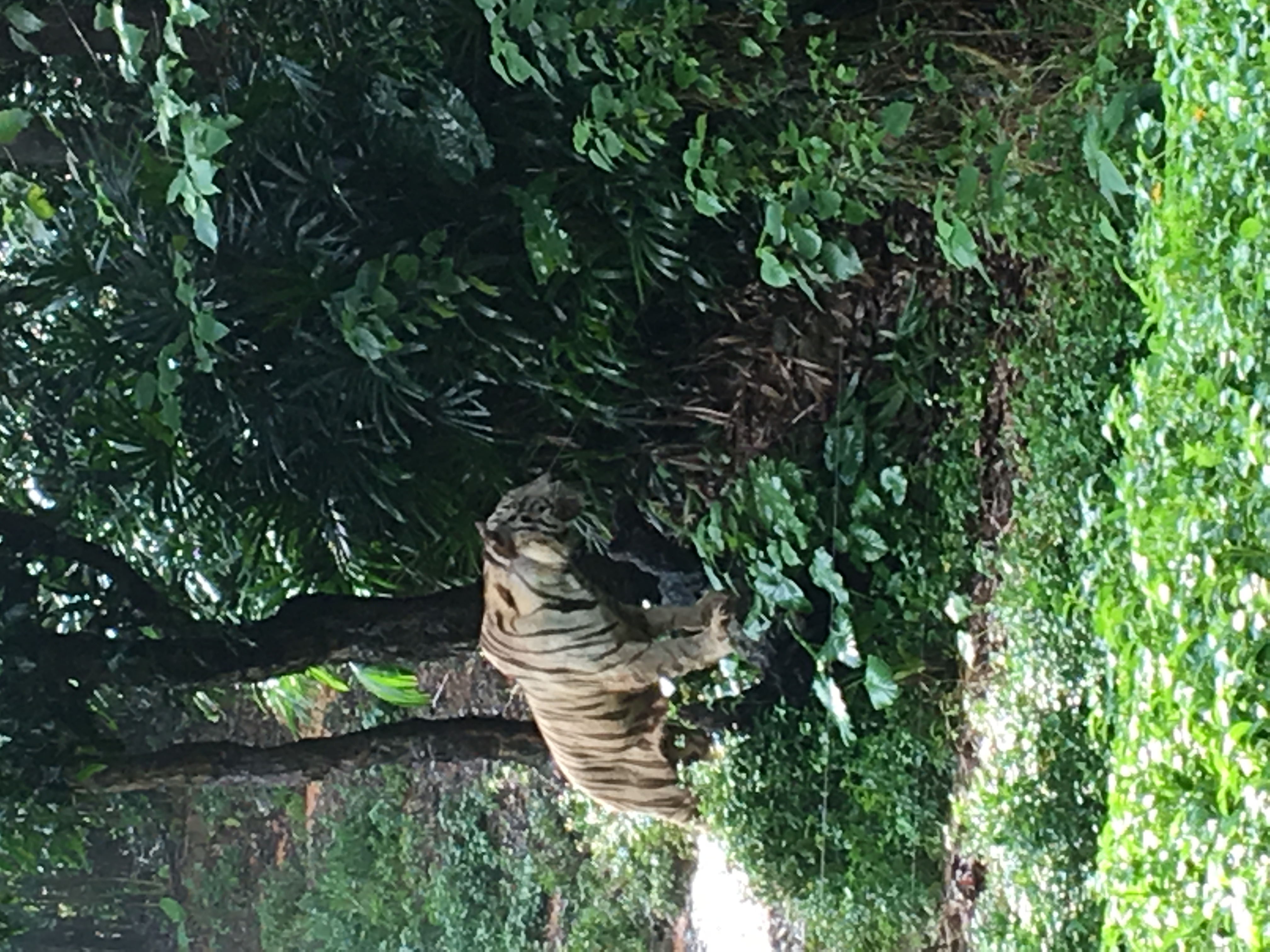 长隆野生动物园游玩攻略,长隆野生动物园