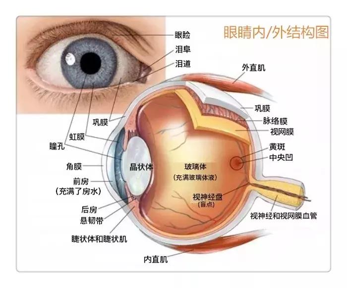 眼睛干涩流泪吃蓝莓叶黄素有效吗,蓝莓叶黄素可以治疗眼睛模糊吗