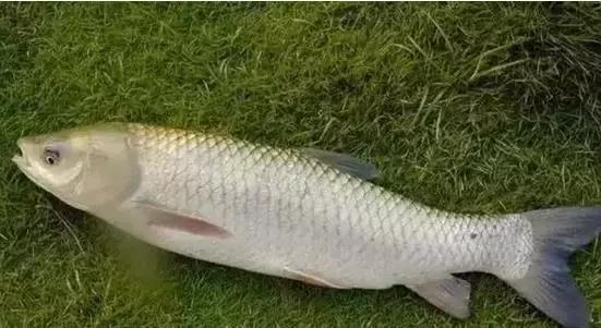 海南的鱼类大全,海南鱼类大全图片