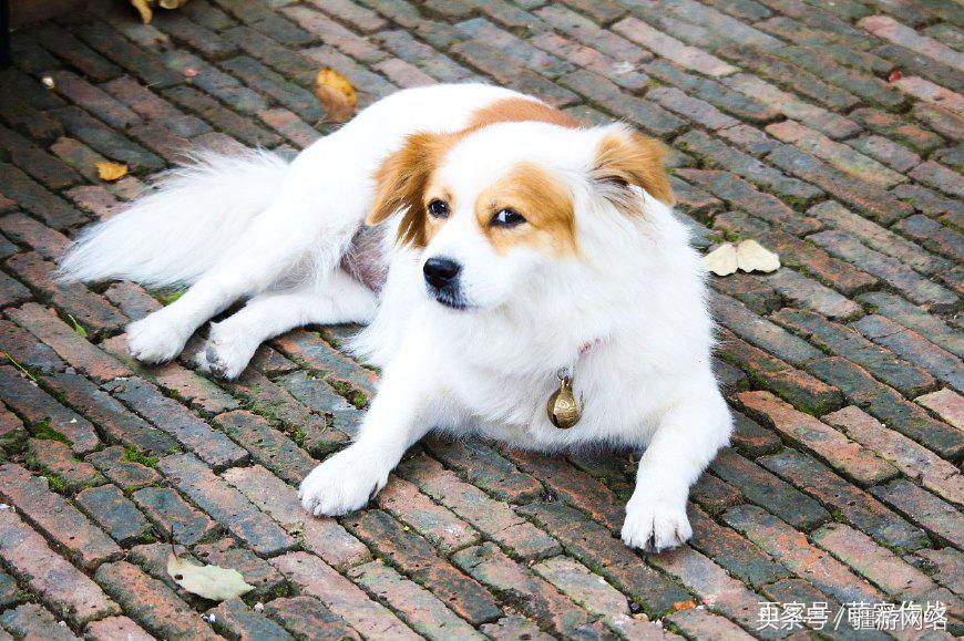 狗狗伤口可以每天用双氧水冲洗吗,狗狗受伤了怎么处理伤口用什么药