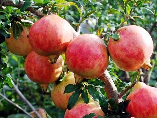 突尼斯软籽石榴被称之为雅诗兰黛,被誉为可以吃的雅诗兰黛软籽石榴