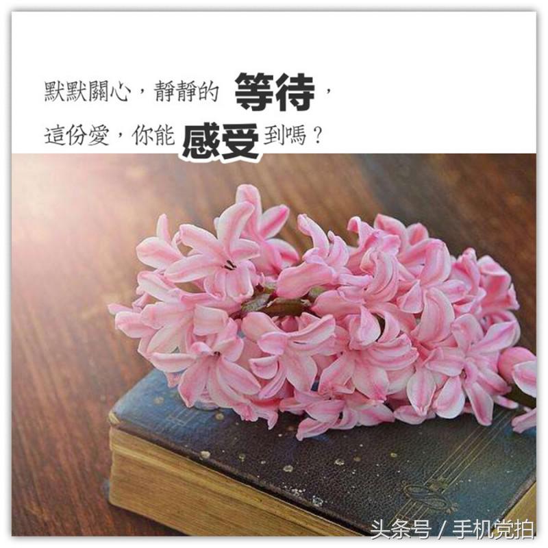 能表达爱情的有哪几种花,最适合表白的花