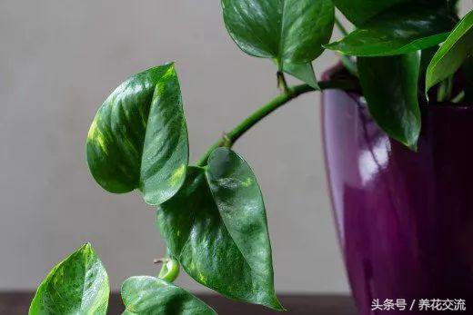 绿萝水培到土培注意事项,办公室的土培绿萝怎么养才能养好