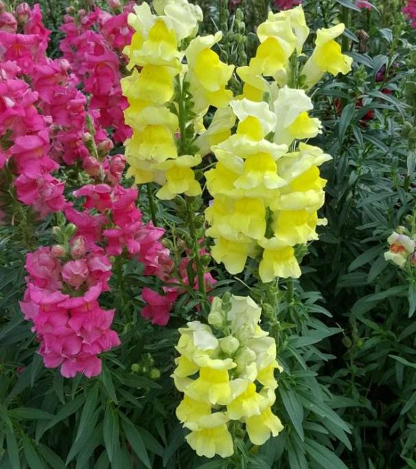 重瓣大花金鱼草的养殖方法,有关金鱼草的养殖方法和注意事项