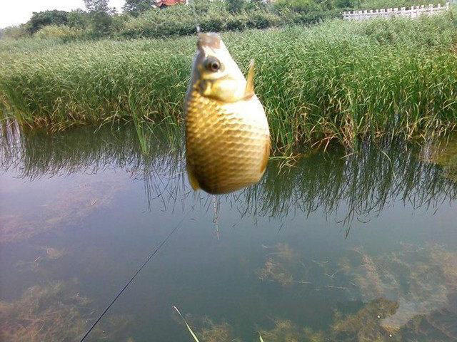 野生的鲫鱼很白正常吗,野生鲫鱼的最简单识别方法