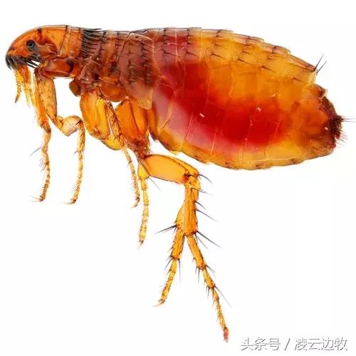 痒痒痒救救小主吧！狗狗出红疹怎么办？