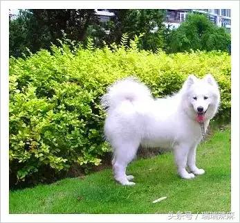 萨摩耶犬怎么防止细小感染,萨摩耶狗狗如何防止脱毛