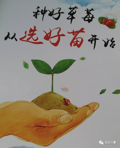 又到一年草莓种植季,你的草莓脱毒苗买好了吗,这6立体栽培方式有5大好处,值得你尝试