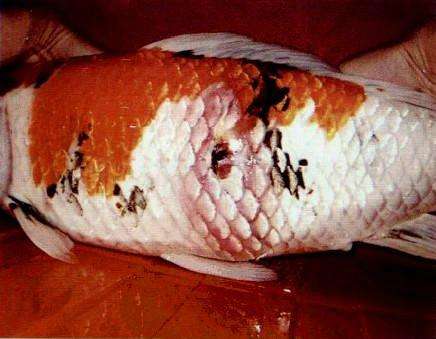 新手鱼池养锦鲤的技巧和方法,锦鲤鱼池养护管理方案及流程图片