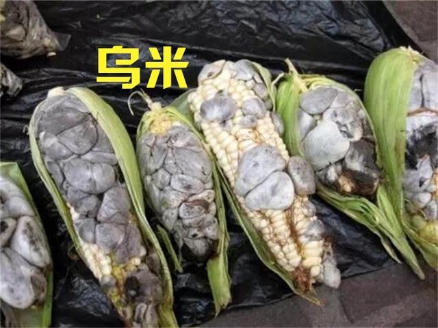 高粱生病康复,高粱生病病危