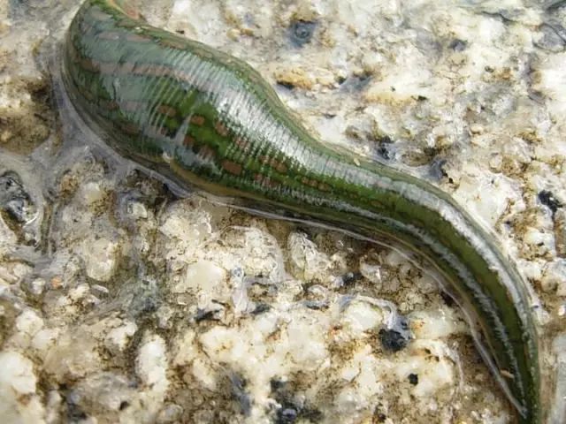 曝光6个适合农村人致富项目,农村特种种植致富项目有哪些