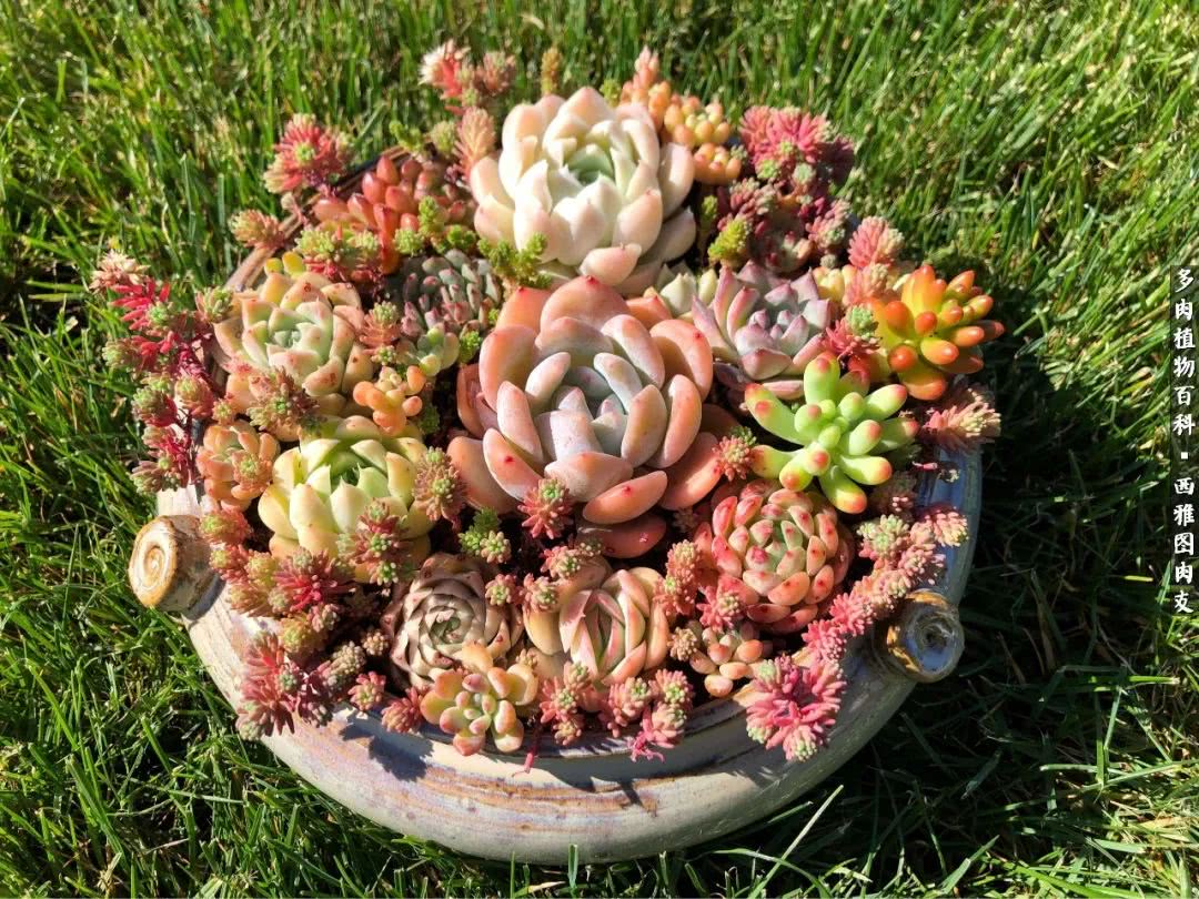 美国多肉,多肉西雅图