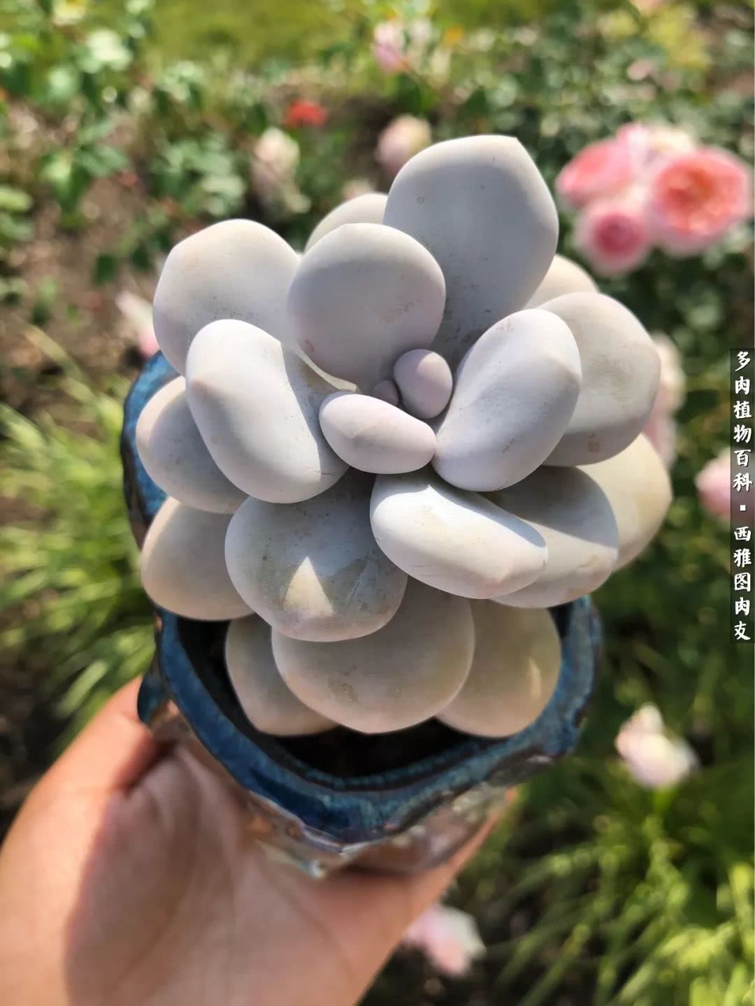 美国多肉,多肉西雅图