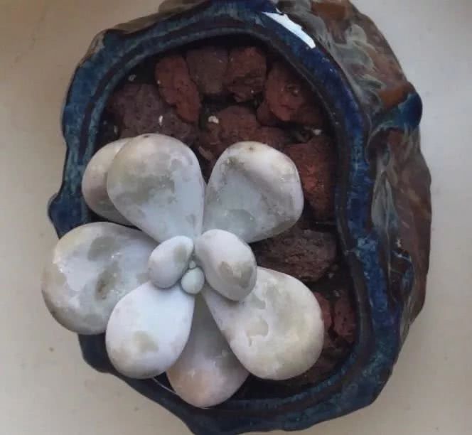 美国多肉,多肉西雅图