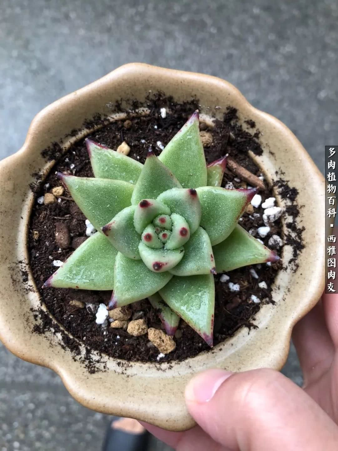 入坑几年的多肉新手,入坑多肉第一年景天科