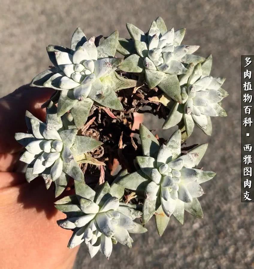 美国多肉,多肉西雅图