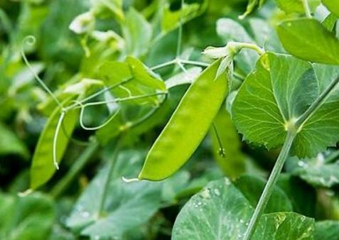 荷兰豆怎么种植才高产视频,荷兰豆怎样种植才能高产视频
