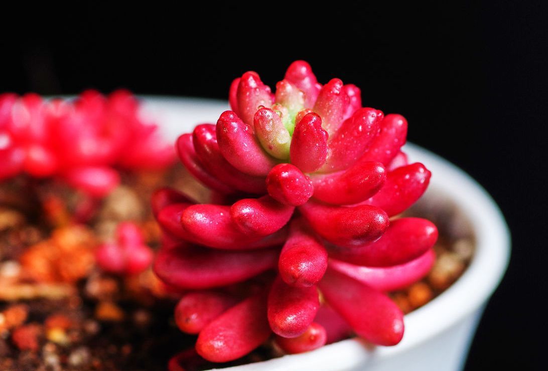 多肉总是掉花瓣怎么处理,多肉容易掉叶子的问题