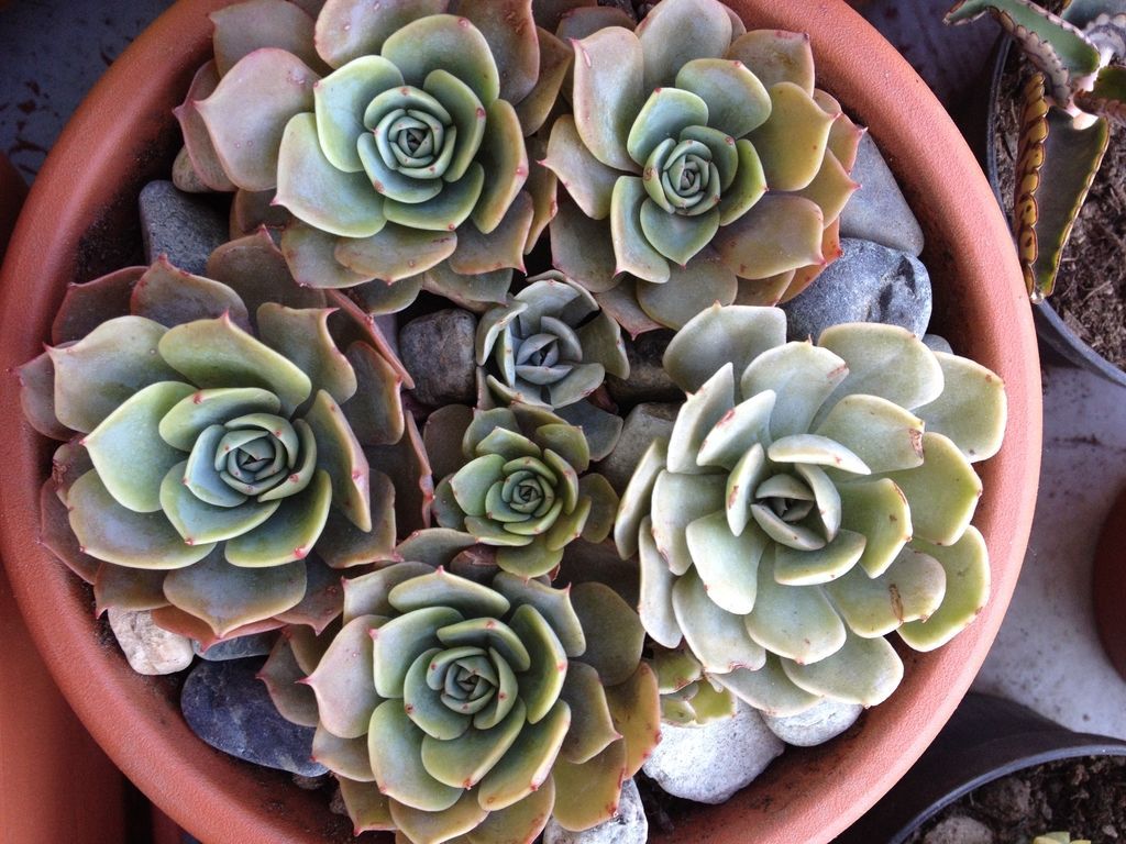 多肉总是掉花瓣怎么处理,多肉容易掉叶子的问题