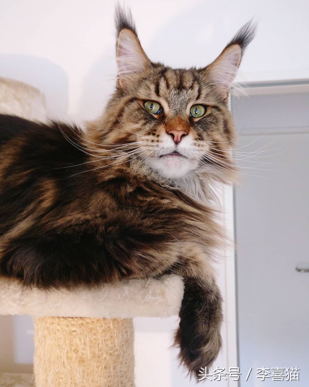 缅因猫霸气侧漏瞬间,缅因猫有多霸气多帅