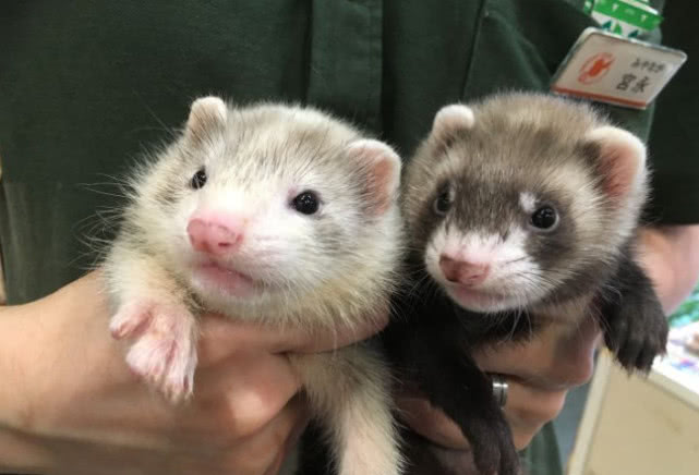 漂洋过海来看你的宠物新秀——雪貂