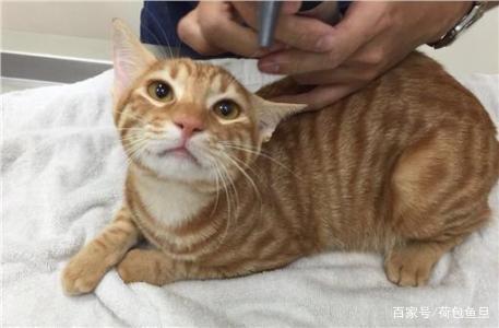 猫咪已经有虫了怎么驱虫,如何给家里有虫的猫咪驱虫