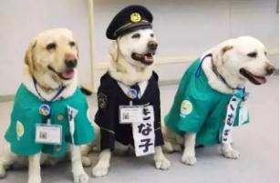 日本入境可以带方便面吗,到日本不能带什么