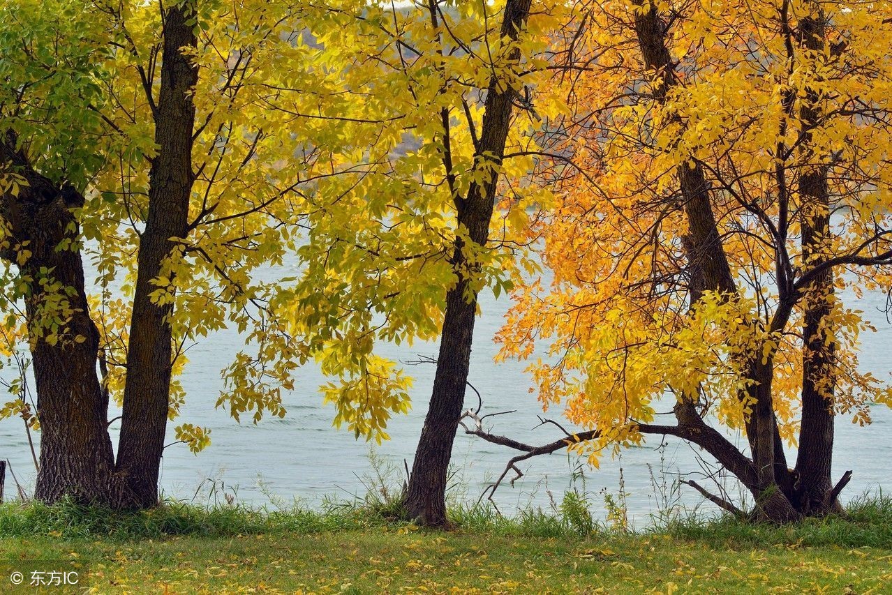 实木家具哪种木材好相关推荐,实木家具用哪种木材好