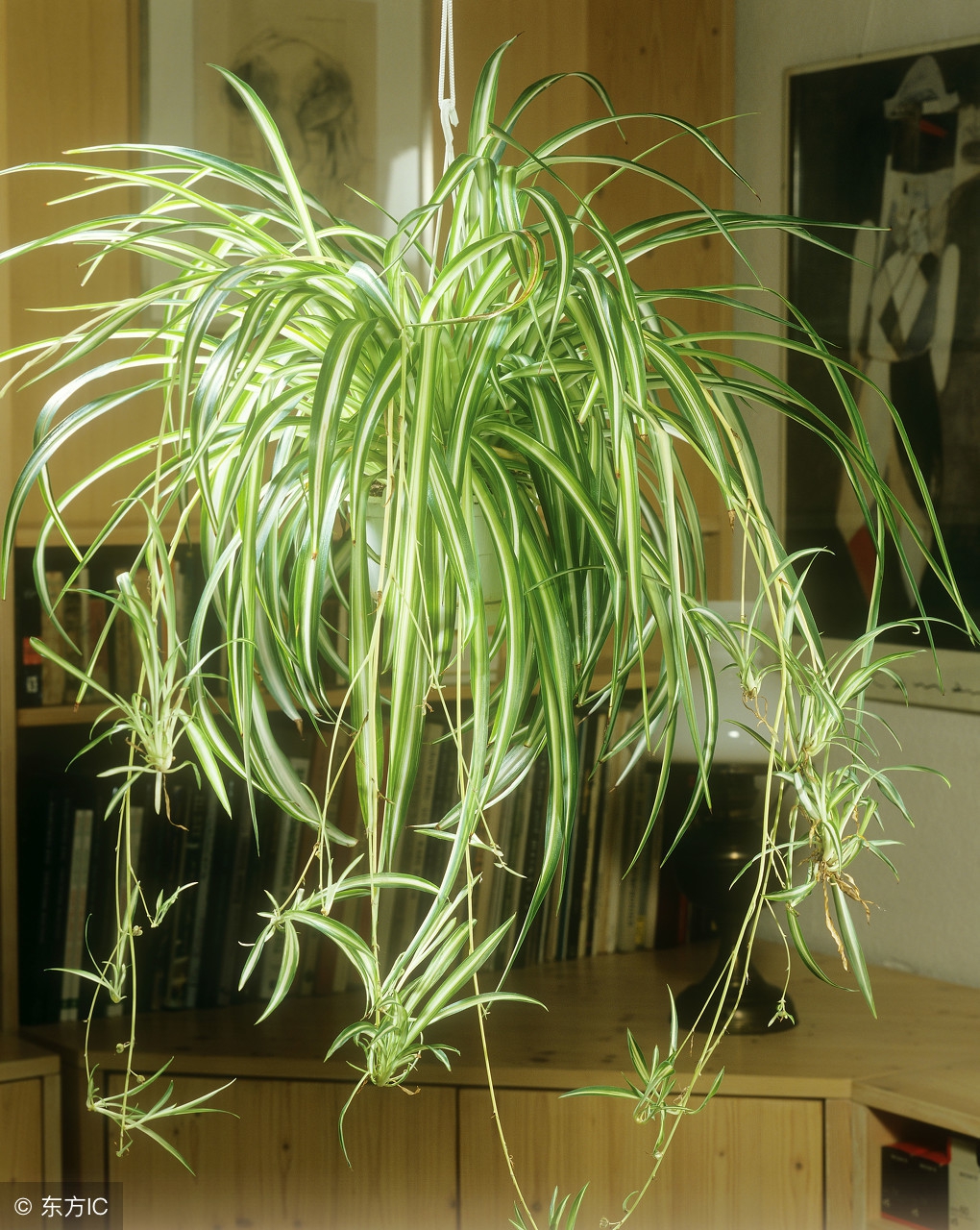 吊兰叶尖焦枯发黑需要剪掉吗,金边吊兰叶尖发黑怎么回事