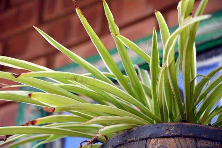 吊兰叶尖焦枯发黑需要剪掉吗,金边吊兰叶尖发黑怎么回事