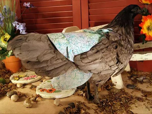 越来越多人养鸡当宠物，有人卖鸡尿布发财了……