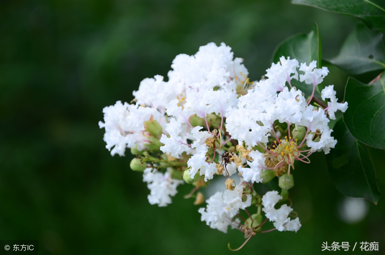 紫薇花树冬天,紫薇花北方能越冬吗