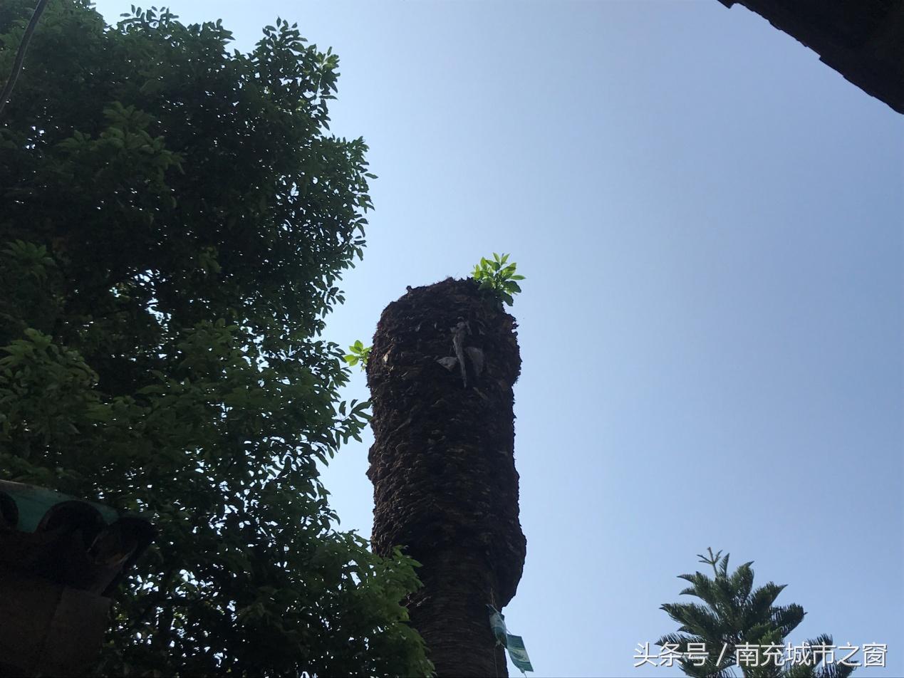 四川南充：这位来自非洲的“朋友”过得不是很好，全国不超过10棵