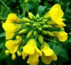 南通三农增产增收,海门三个高质量发展主题