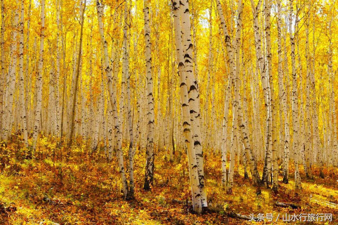 什么季节到呼伦贝尔旅游比较好,深秋的呼伦贝尔适合几月去