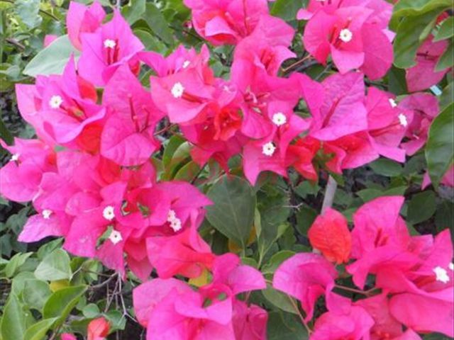 中国红三角梅叶子发卷吗,三角梅干的叶子发卷怎么办