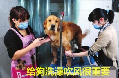 狗狗第一针疫苗是预防什么病的,狗狗几岁开始掉牙该怎么预防