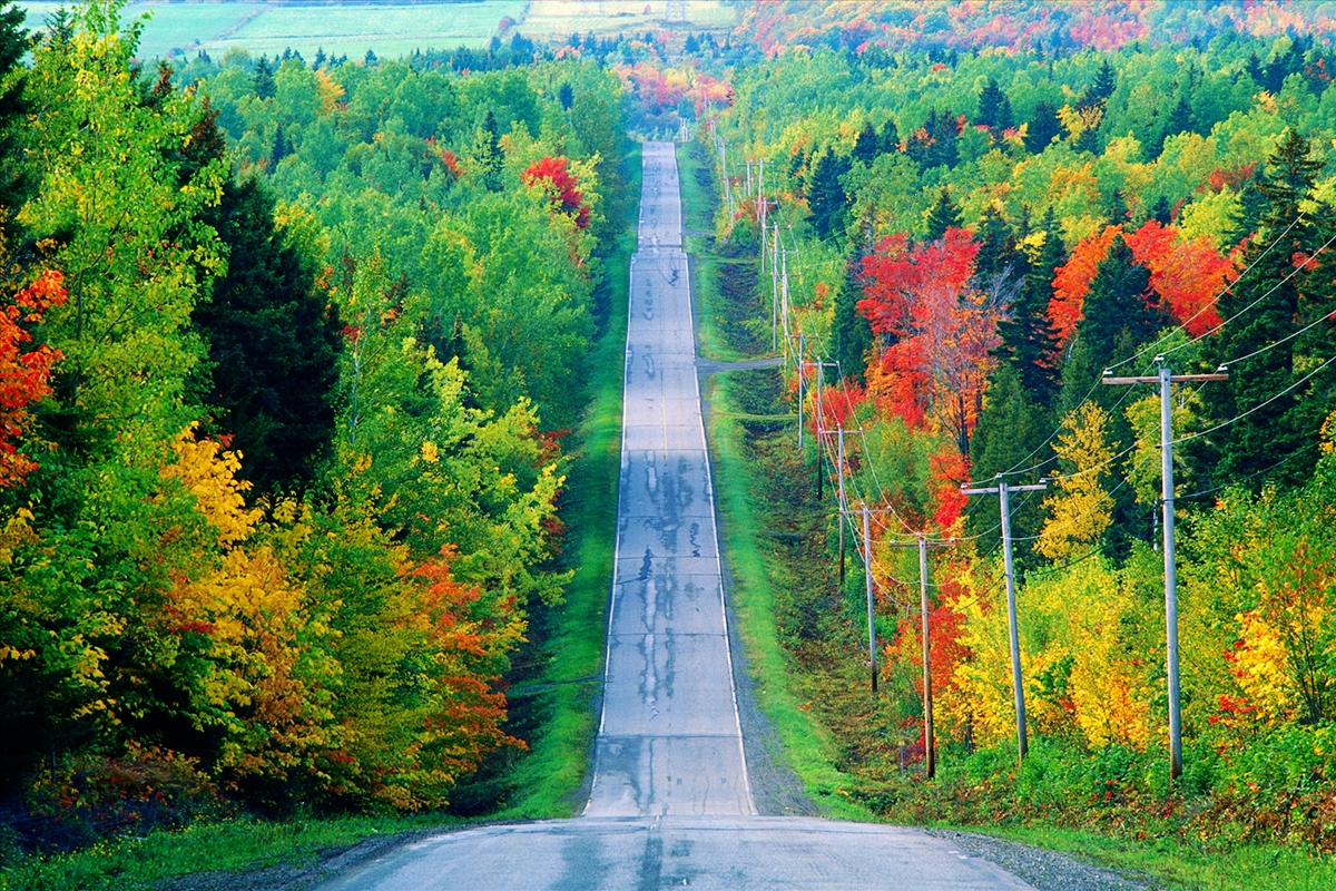 叮！加拿大一年中最美的季节已经来到，错过还要等一年！