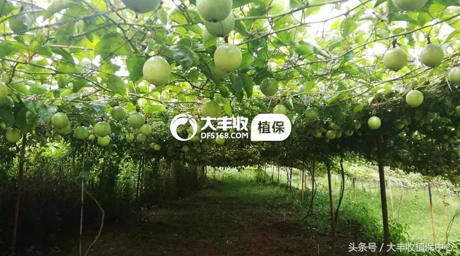 百香果硬硬的是没熟吗,百香果软绵绵的是怎么回事