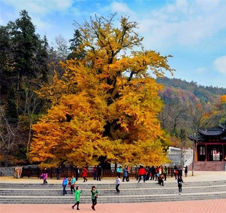 孝感名称典故,孝感钱冲银杏谷