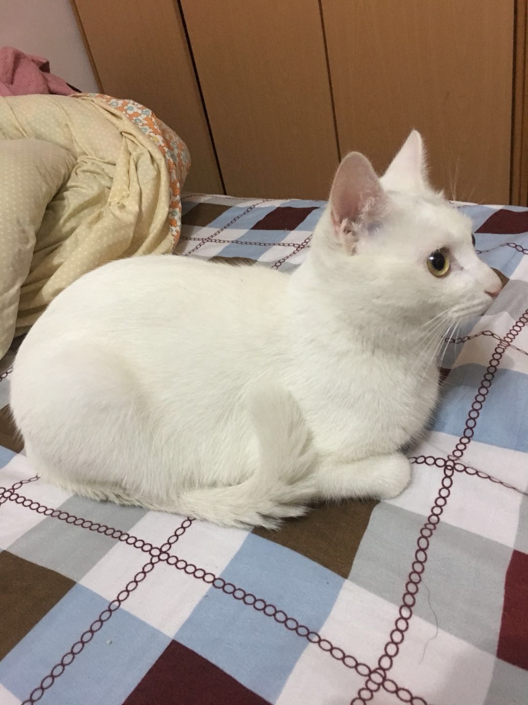 豆哥是一只松鼠,豆哥真实搞笑视频