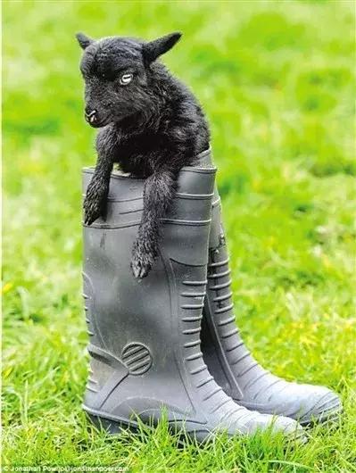 世界上最小的24种动物,世界上胆子最小的动物