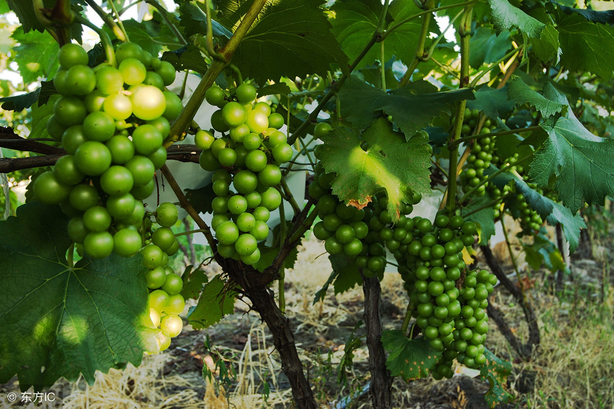 葡萄成熟期用哪些药不影响转色,葡萄迟迟不熟是什么原因