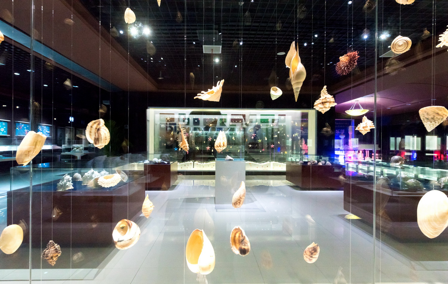 蛏子贝壳类海鲜,贝类海鲜有哪些毛蚶