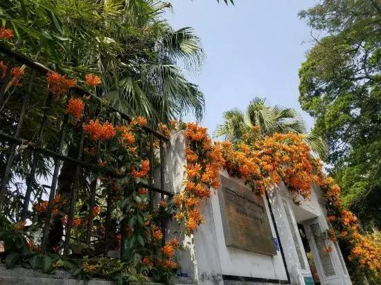 鼓浪屿游玩全攻略，以后别再说去鼓浪屿不知道怎么玩（建议收藏）