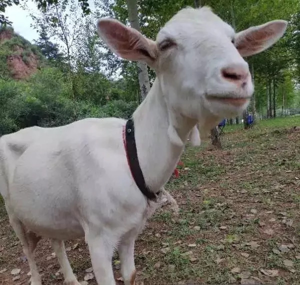 我们救的那几只狍子，全世界最美