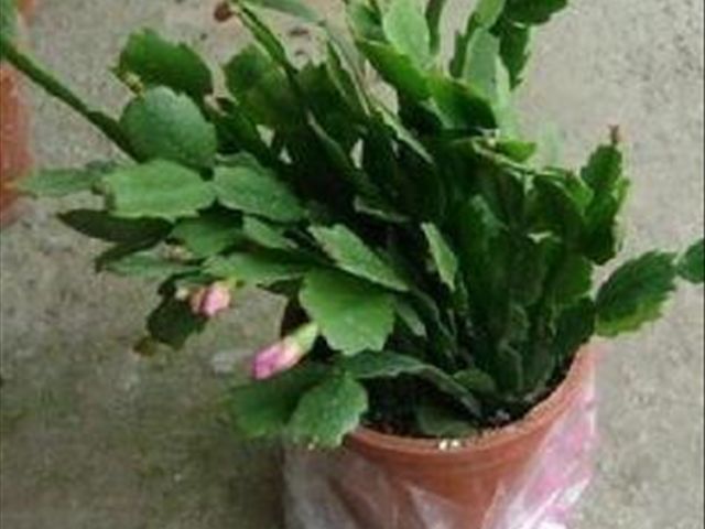 如何把蟹爪兰养得又直又壮,养蟹爪兰有两个诀窍