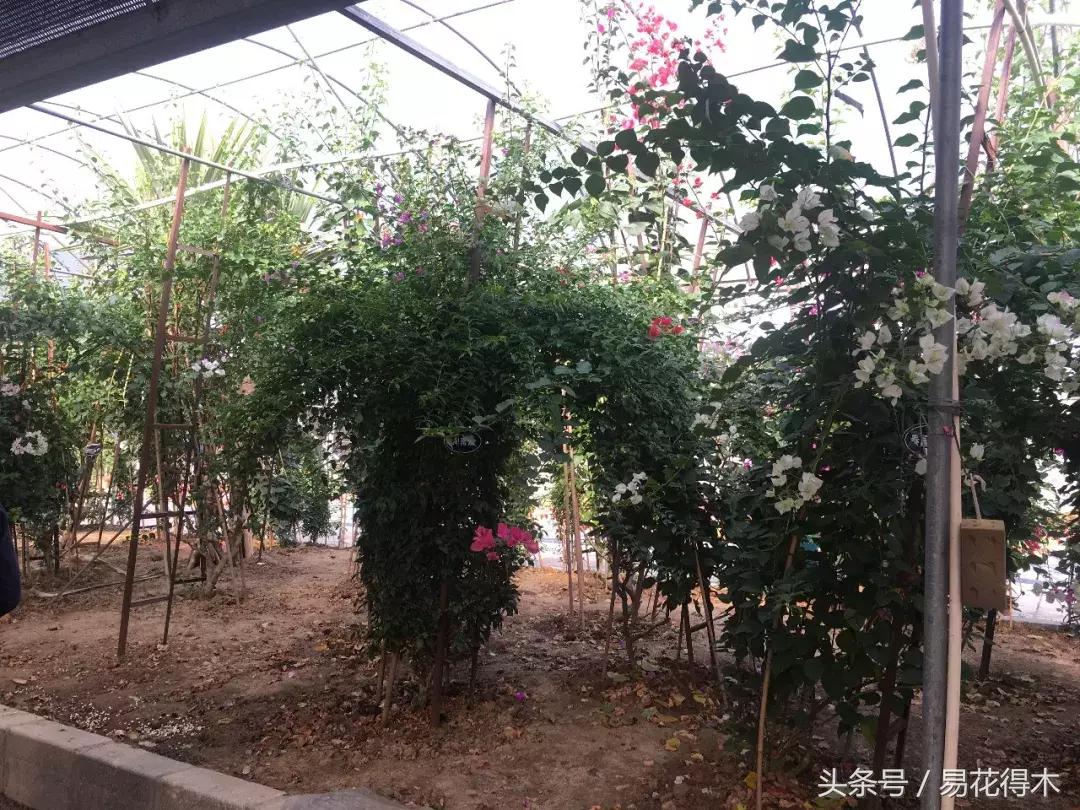 老枝杜鹃如何扦插,老枝杜鹃怎么扦插