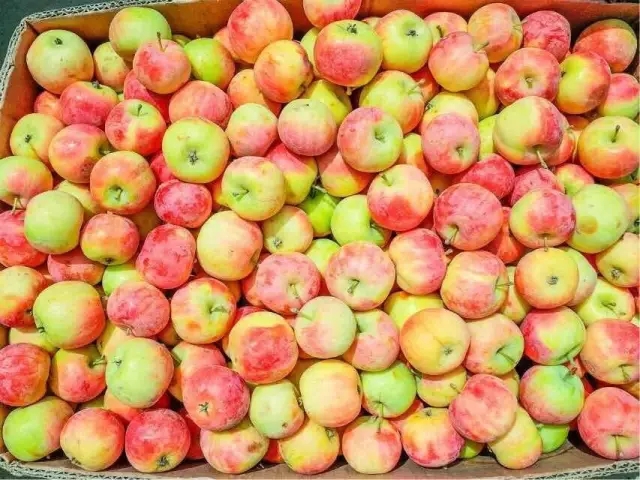 山上的跟山楂一样的小苹果能吃吗,北方有一种很硬但是很甜的苹果